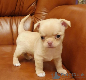 Photo №2 to announcement № 127582 for the sale of chihuahua - buy in Finland private announcement