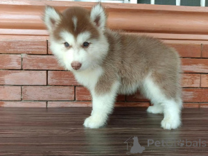 Photo №1. siberian husky - for sale in the city of Brussels | 424$ | Announcement № 135405