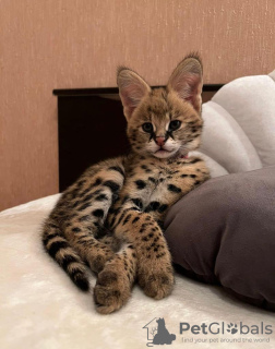 Photo №1. savannah cat - for sale in the city of Kiev | 1$ | Announcement № 40615
