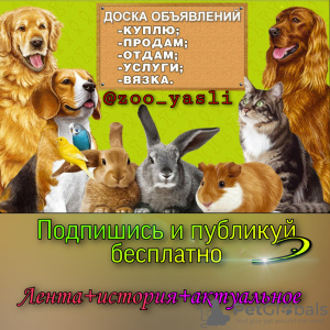 Photo №3. Animal world on Instagram. Russian Federation