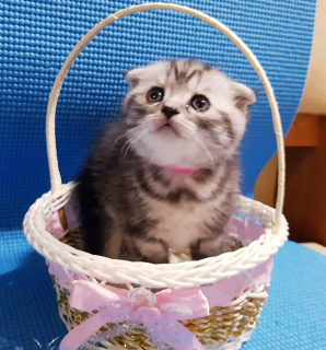Photo №1. scottish fold - for sale in the city of Minsk | 134$ | Announcement № 5881