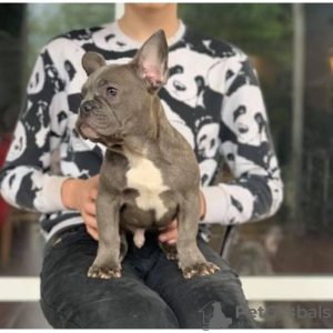 Photo №1. french bulldog - for sale in the city of Riešė | Is free | Announcement № 83240