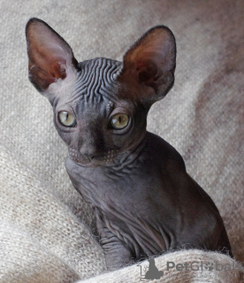 Photo №1. sphynx-katze - for sale in the city of Москва | 391$ | Announcement № 38780