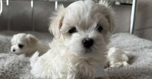 Photo №2 to announcement № 160291 for the sale of maltese dog - buy in United States private announcement