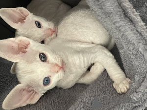 Photo №2 to announcement № 52267 for the sale of devon rex - buy in Germany private announcement