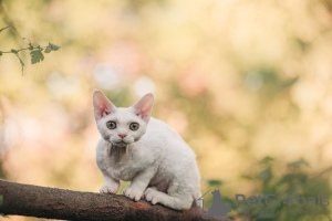 Photo №2 to announcement № 20685 for the sale of devon rex - buy in Russian Federation private announcement, from nursery, breeder