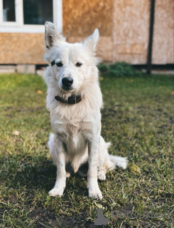 Additional photos: An affectionate and peace-loving guy, Umka, is looking for a home.