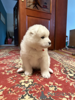 Photo №3. Samoyed puppy FCI. Poland