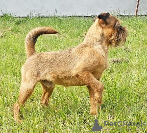 Photo №4. I will sell brussels griffon in the city of Сивац. from nursery - price - 1139$