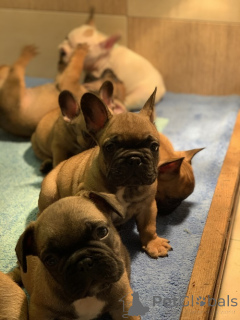 Photo №1. french bulldog - for sale in the city of Surčin | negotiated | Announcement № 163006