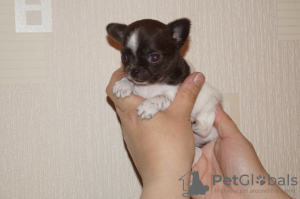 Photo №2 to announcement № 8612 for the sale of chihuahua - buy in Russian Federation from nursery