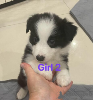 Photo №3. Aktive Border Collie Welpen WhatsApp 44 7453 907158. Germany
