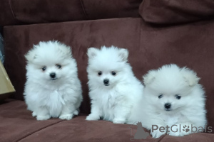 Photo №1. pomeranian - for sale in the city of Brest | negotiated | Announcement № 137497