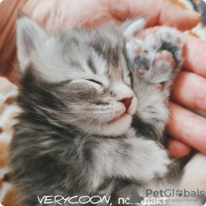 Additional photos: Rare six-toed kittens. Maine Coons are polydactyl
