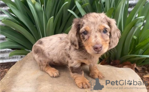 Photo №2 to announcement № 131516 for the sale of dachshund - buy in United States private announcement