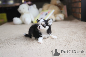 Photo №1. chihuahua - for sale in the city of San Diego | negotiated | Announcement № 154913