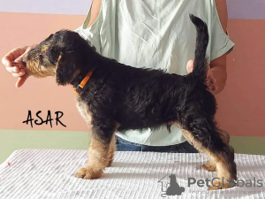 Photo №2 to announcement № 11588 for the sale of airedale terrier - buy in Poland breeder