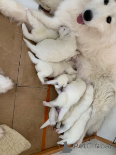 Photo №1. samoyed dog - for sale in the city of Volendam | negotiated | Announcement № 166933