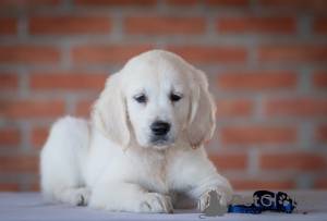 Additional photos: golden retriever puppies