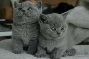 Photo №2 to announcement № 107784 for the sale of british shorthair - buy in Finland private announcement, breeder