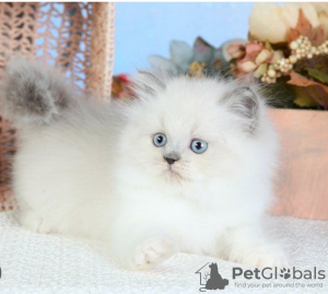 Photo №1. himalayan cat - for sale in the city of Stockholm | negotiated | Announcement № 97876