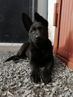 Photo №3. Black German Shepherd!. Russian Federation