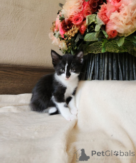 Photo №4. I will sell european shorthair in the city of Vienna. private announcement - price - negotiated