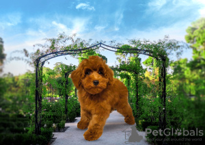 Photo №1. poodle (toy) - for sale in the city of Belgrade | negotiated | Announcement № 76822