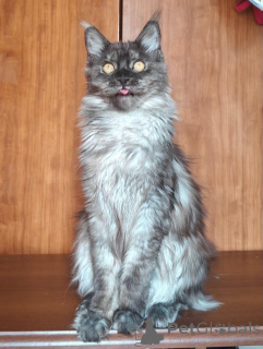 Photo №4. I will sell maine coon in the city of Aiola. private announcement - price - 723$