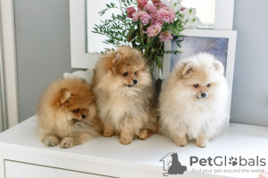 Photo №2 to announcement № 9343 for the sale of pomeranian - buy in Belarus breeder