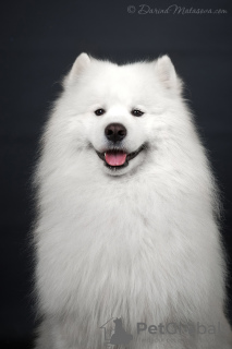 Photo №4. I will sell samoyed dog in the city of Kiev. from nursery - price - 733$