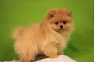 Photo №1. pomeranian - for sale in the city of St. Petersburg | 1194$ | Announcement № 5293