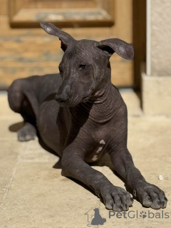 Photo №3. Superb male puppy xoloitzcuintle bronze for sale. Belgium