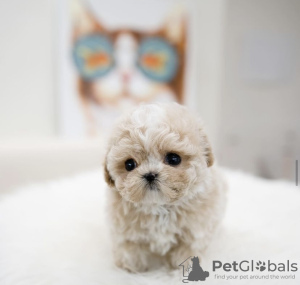 Photo №1. maltese dog - for sale in the city of Дортмунд | 264$ | Announcement № 98218