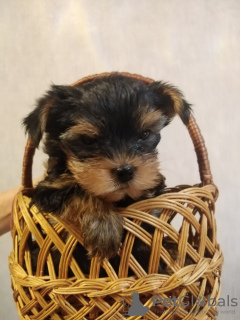 Photo №2 to announcement № 32287 for the sale of yorkshire terrier - buy in Latvia private announcement, breeder