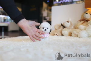 Photo №2 to announcement № 177691 for the sale of maltese dog - buy in Czech Republic breeder