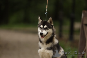Photo №1. siberian husky - for sale in the city of Москва | negotiated | Announcement № 39420
