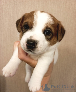 Photo №3. Jack Russell Terrier puppies. Russian Federation