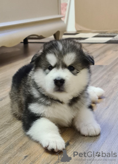 Photo №3. Alaskan Malamute. Belarus