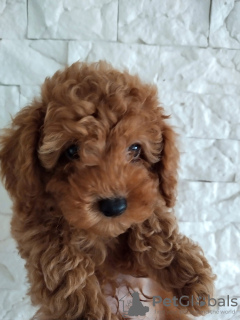 Photo №3. Red toy poodle with delivery. Ukraine