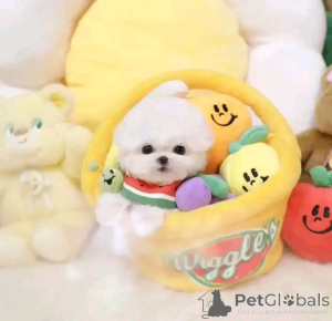 Photo №3. Hello guys this adorable puppies are available both males and females message me. Czech Republic