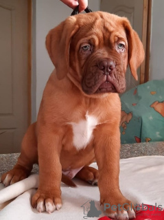 Photo №1. dogue de bordeaux - for sale in the city of Москва | negotiated | Announcement № 17984