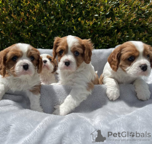 Photo №1. cavalier king charles spaniel - for sale in the city of Berlin | negotiated | Announcement № 38244