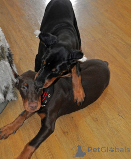 Photo №1. dobermann - for sale in the city of Bremen | 847$ | Announcement № 146465