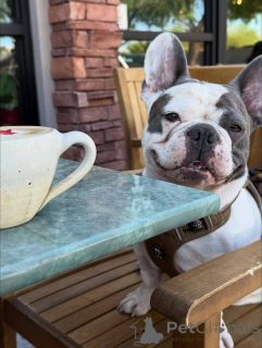 Photo №3. Adorable 11-Week-Old Blue Pied French Bulldog Puppy. United Kingdom