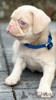 Additional photos: Pink pug puppies