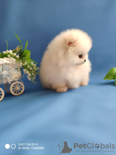 Additional photos: Pomeranian boy, 2 months, cream, show
