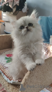 Photo №4. I will sell persian cat in the city of Odessa. from nursery - price - 18$