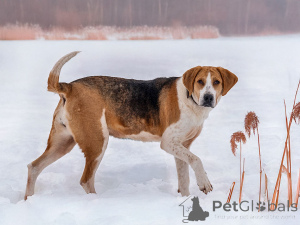 Photo №4. I will sell russian hound in the city of Moskova. private announcement - price - Is free
