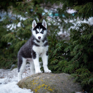 Additional photos: Wonderful Husky Girl